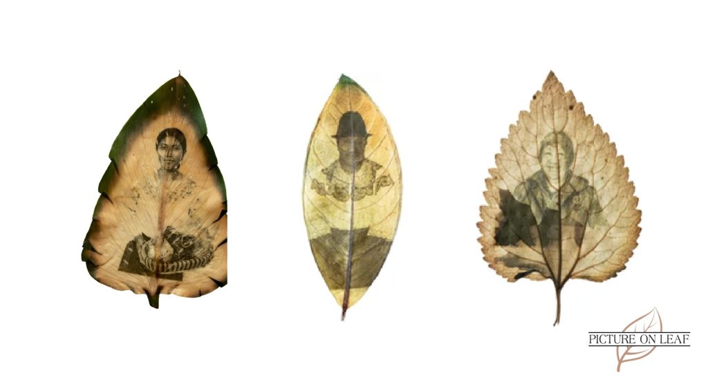 Chlorophyll Prints as Leaf Art